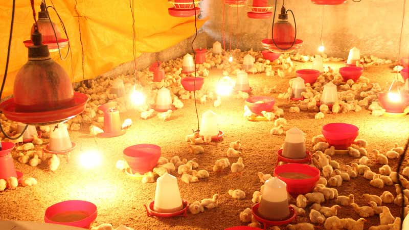 How to Protect Your Broilers from Heat Stress