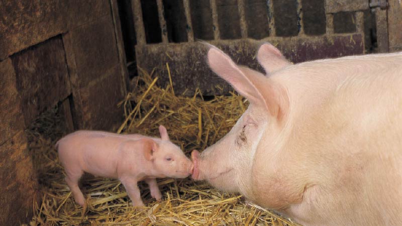 Day 1 to First Litter: The New Pig Farmer's Roadmap
