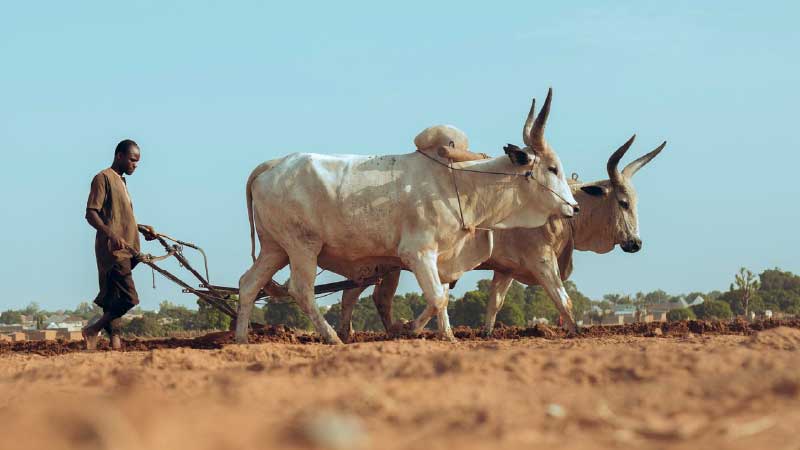 The Most Difficult Things a Farmer Has to Know and Plan For