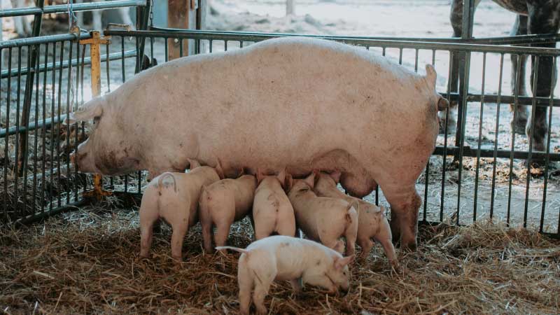 Farrowing Preparation: The Complete 7-Day Checklist
