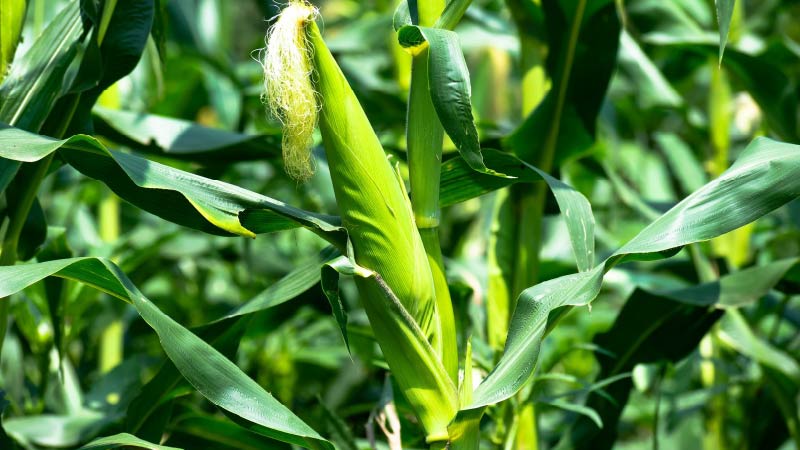 Growing Maize for Pig Feed: From Seed to Harvest