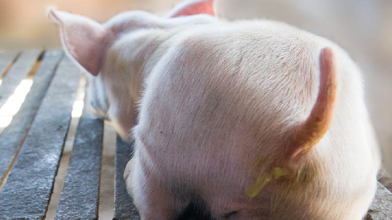 Iron Deficiency in Piglets: Symptoms, Schedule, and Overdose Danger