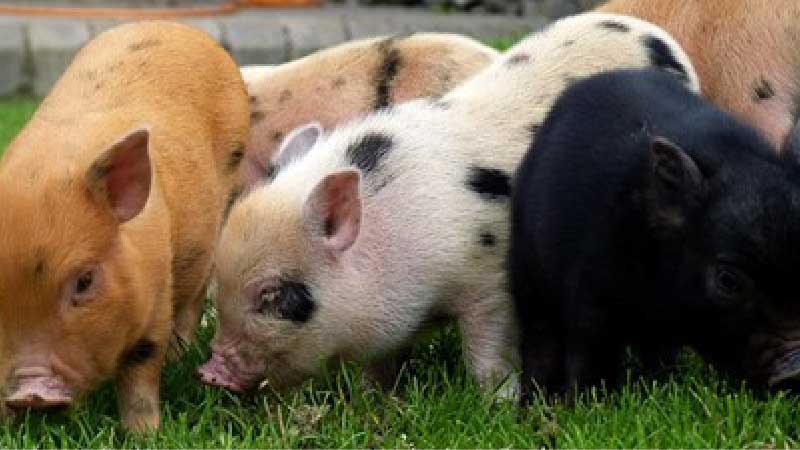 Choosing the Right Pig Breed for Your African Farm