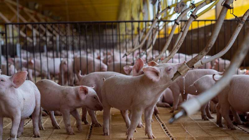 Starting a Pig Farm With 500,000 FCFA: Complete Budget Breakdown