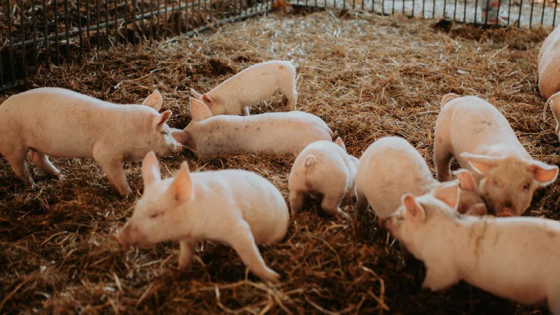 Pig Farming for Absolute Beginners: The 30-Day Starter Plan