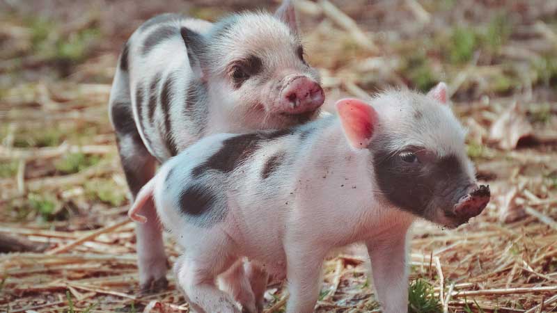How to Use Pig Manure as Fertilizer: Composting Ratios