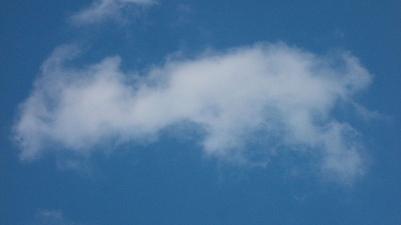 Neonatal Piglet Rapid Breathing: 5 Causes + 24-Hour Action Plan