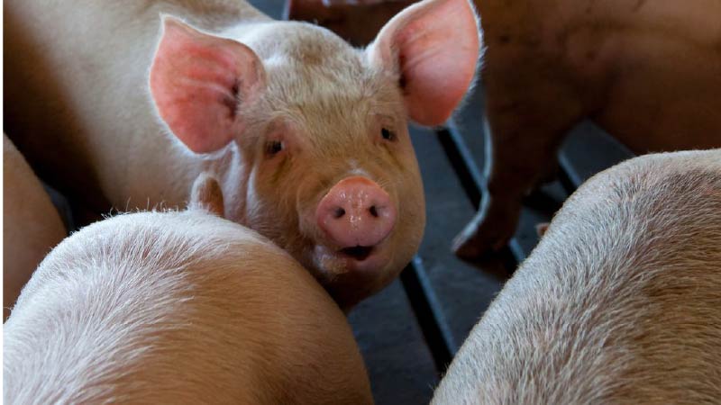 Neonatal Piglet Rapid Breathing: 5 Causes + 24-Hour Action Plan