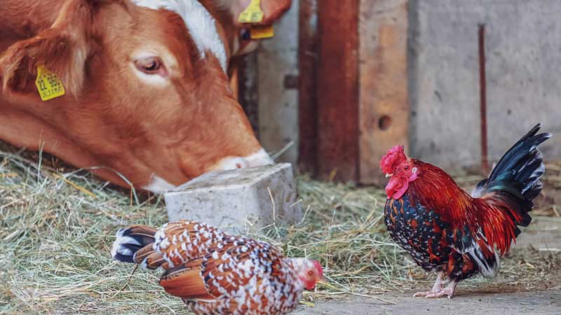 Farming as a Side Business: Is It Profitable?