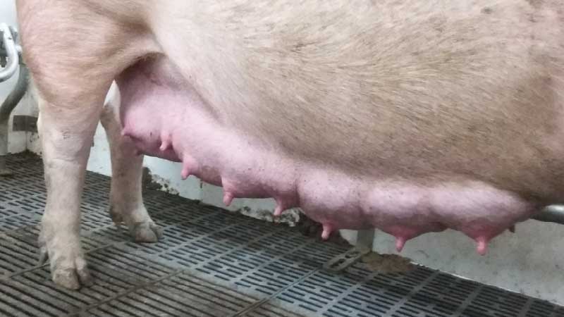 How to Stimulate Your Sow to Start Milking After Farrowing